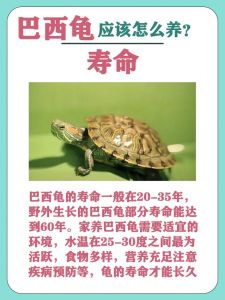 小巴西龟饲养指南_大缸清水暖环境