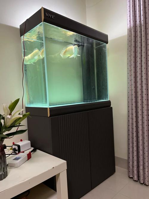 1.2米鱼缸可以养几条银龙_1.2米鱼缸养银龙鱼,空间有限需注意 1.2米鱼缸可以养几条银龙_1.2米鱼缸养银龙鱼,空间有限需注意