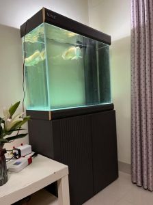 1.2米鱼缸可以养几条银龙_1.2米鱼缸养银龙鱼，空间有限需注意