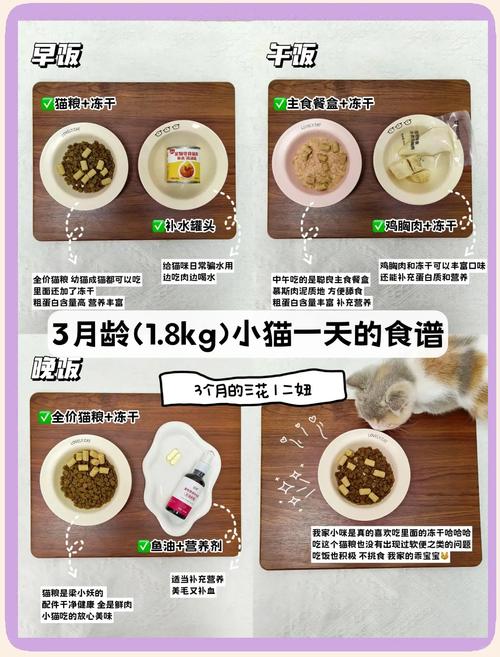 2到3个月猫怎么喂养_幼猫喂食与护理指南 2到3个月猫怎么喂养_幼猫喂食与护理指南