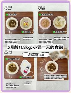 2到3个月猫怎么喂养_幼猫喂食与护理指南
