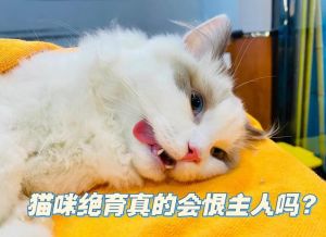 猫关笼子里会记恨主人吗_解救笼中鸟！别让猫咪因关笼而压力大