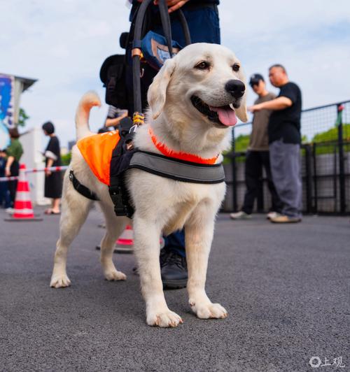 国内导盲犬_助力视障人士出行 国内导盲犬_助力视障人士出行