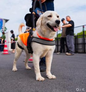 国内导盲犬_助力视障人士出行