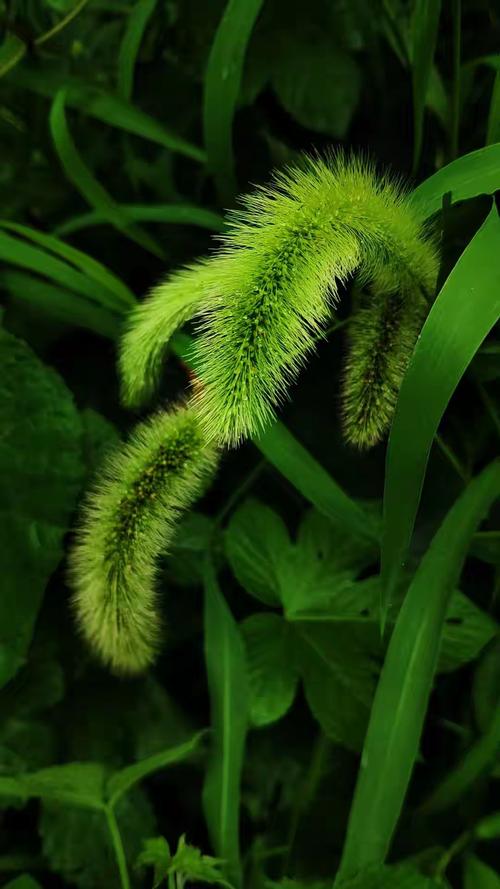 狗尾巴怎么样才好_情绪晴雨表,读懂它更懂爱 狗尾巴怎么样才好_情绪晴雨表,读懂它更懂爱