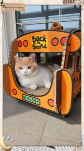 南京公交车可以带猫吗_南京公交带猫争议多，司机决定，注意安抚猫咪