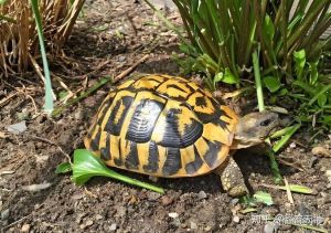 欧洲陆龟和赫曼陆龟的区别_赫曼陆龟与欧洲陆龟养护指南