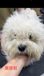 棉花面纱犬贵因稀有难养且受追捧