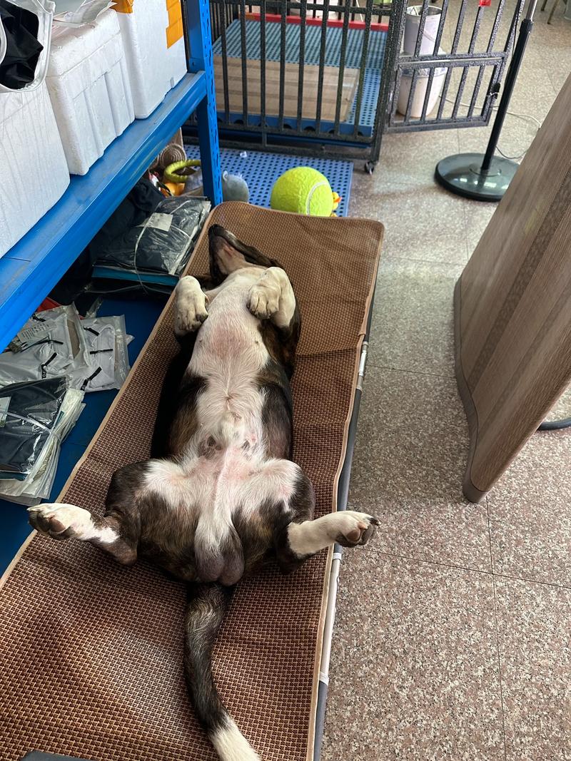 巴吉度犬为什么被禁养_攻击性难管易冲突 巴吉度犬为什么被禁养_攻击性难管易冲突