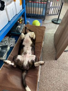 巴吉度犬为什么被禁养_攻击性难管易冲突