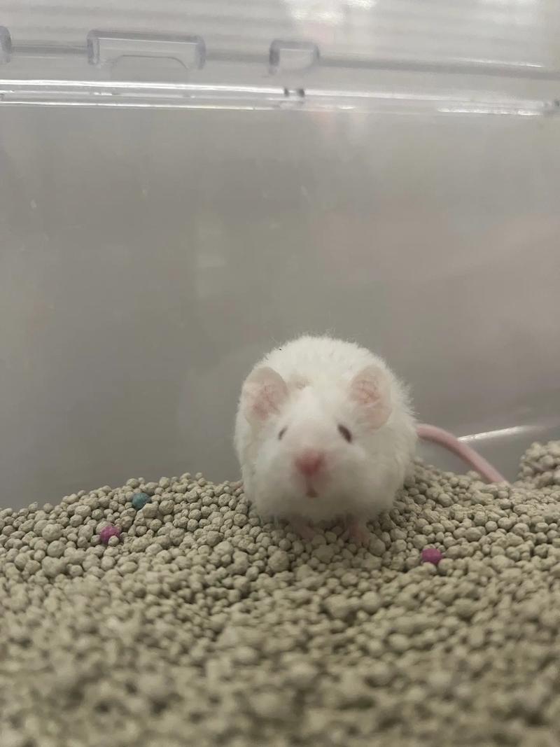 卷毛缎子鼠是什么品种_毛色丰富光滑的宠物鼠 卷毛缎子鼠是什么品种_毛色丰富光滑的宠物鼠