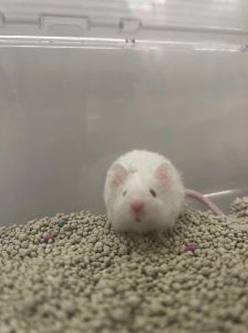 卷毛缎子鼠是什么品种_毛色丰富光滑的宠物鼠