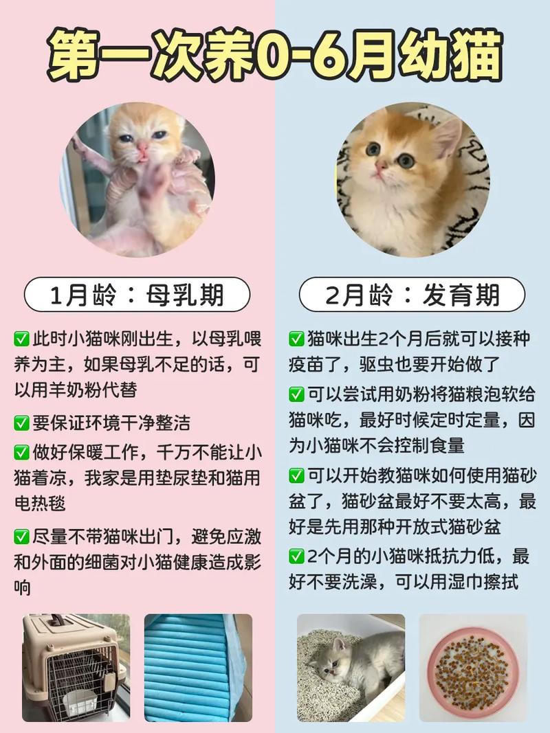 2至6月幼猫喂养方法_从奶粉到干粮，健康成长！