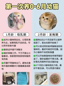 2至6月幼猫喂养方法_从奶粉到干粮，健康成长！