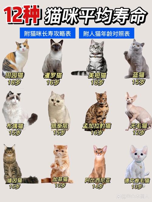 猫平均寿命多少年_家猫寿命9-15年,科学喂养增岁数! 猫平均寿命多少年_家猫寿命9-15年,科学喂养增岁数!