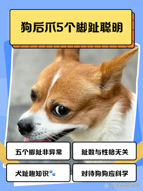 养五爪狗的10大忠告_大型强势犬，需大空间运动训练