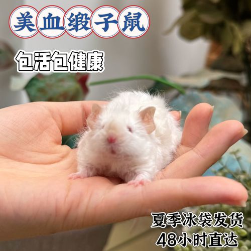 暹罗色缎子鼠多久发色_暹罗鼠变色规律及养护要点 暹罗色缎子鼠多久发色_暹罗鼠变色规律及养护要点