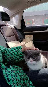 开车把猫扔了10公里要紧吗_猫咪失家风险高，弃养不道德且违法，请不离不弃