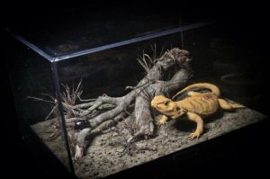 白鬃狮蜥害怕会变黑色_应激保暖发情或生病