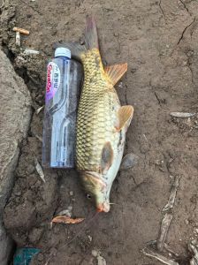 荷包鲤是锦鲤吗_圆润可爱荷包鲤，新手友好易饲养