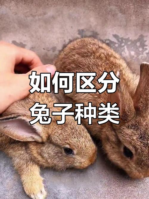养肉兔和宠物兔区别_体型性格饲养大不同 养肉兔和宠物兔区别_体型性格饲养大不同