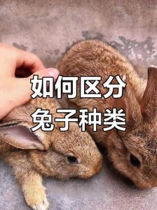 养肉兔和宠物兔区别_体型性格饲养大不同