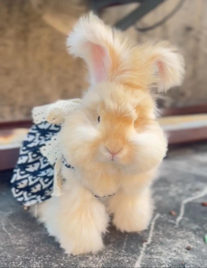 英系安哥拉兔是哪里来的_温柔好养,聪明又美丽 英系安哥拉兔是哪里来的_温柔好养,聪明又美丽