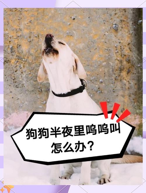 外面的狗半夜一直叫唤为什么_狗狗夜叫原因多,排查解决促健康 外面的狗半夜一直叫唤为什么_狗狗夜叫原因多,排查解决促健康