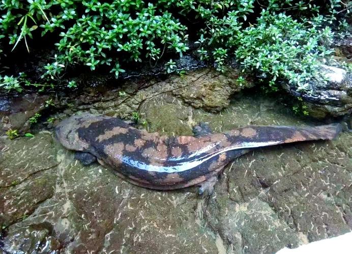 娃娃鱼两栖动物吗_娃娃鱼濒危急需保护