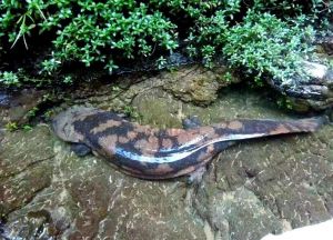 娃娃鱼两栖动物吗_娃娃鱼濒危急需保护