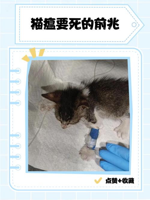 猫临死前的征兆_安静躲藏,主人如何应对? 猫临死前的征兆_安静躲藏,主人如何应对?