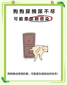 能让狗狗排尿的声音放给我听_狗狗听声音定点大小便训练法