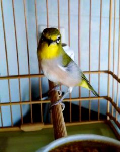 绣眼鸟为什么只养一只_歌声佳少纷争