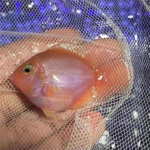 宝蓝迷你鹦鹉繁殖期_宝蓝鹦鹉繁殖快,好环境勤生小鹦鹉 宝蓝迷你鹦鹉繁殖期_宝蓝鹦鹉繁殖快,好环境勤生小鹦鹉