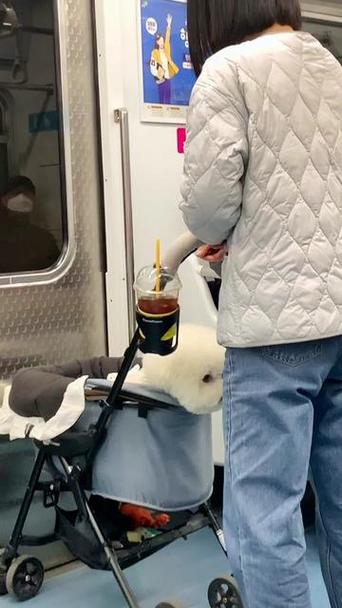 北京公交能带猫吗用猫包_公交禁带猫,选对容器或改乘网约车 北京公交能带猫吗用猫包_公交禁带猫,选对容器或改乘网约车