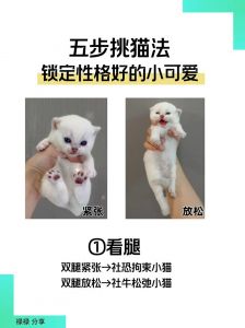 找猫很灵的方法_走失猫咪常回附近？黄金48小时这样找！