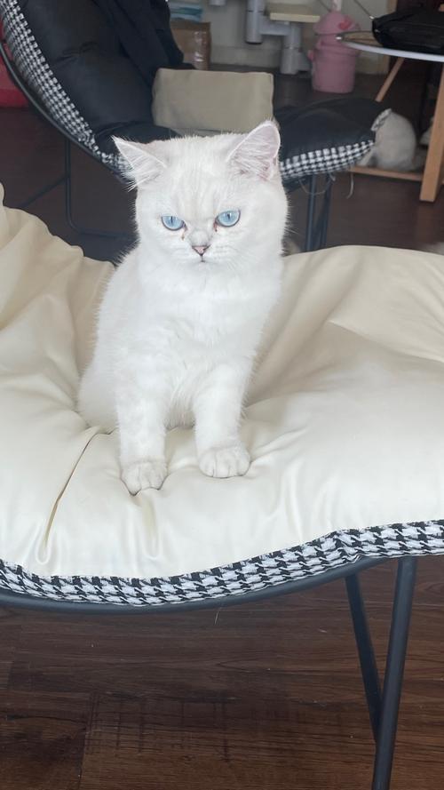 白色的中华田园猫稀有吗_中华田园猫的特别魅力