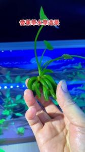 香蕉草不宜放在金鱼缸内_净化水质好帮手，新手易养受欢迎