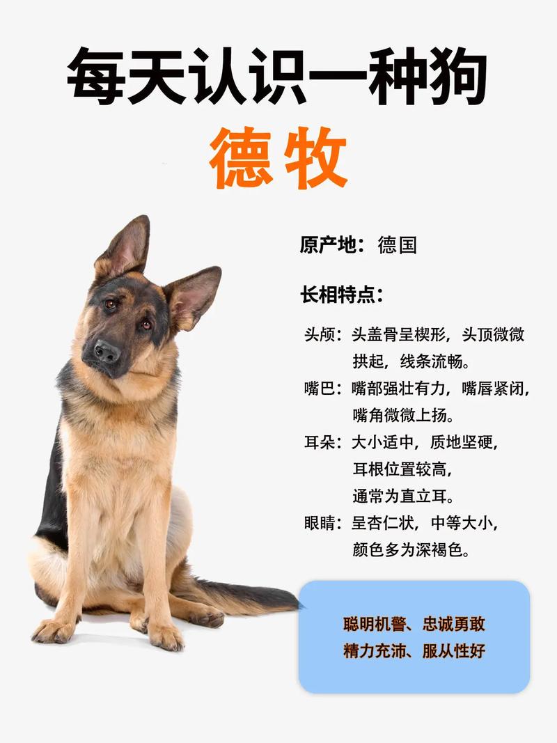 为何禁养德国牧羊犬_德牧因外观和忠诚被城市禁养 为何禁养德国牧羊犬_德牧因外观和忠诚被城市禁养
