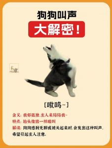 你好狗语叫声_狗狗摇尾巴汪汪叫，肢体气味都懂你