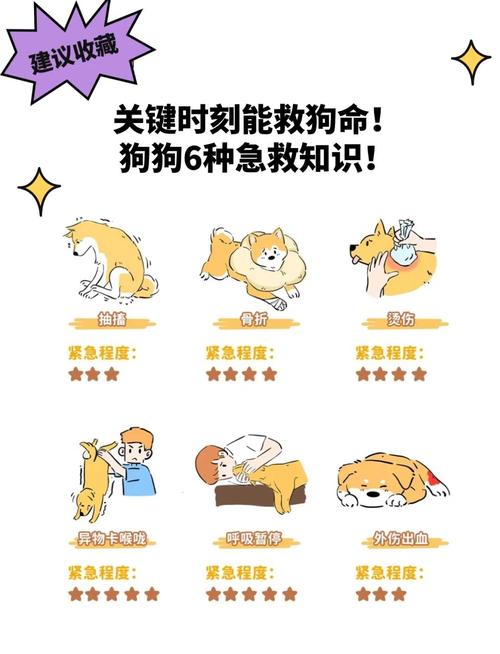 狗得了细小自救方法_细小病毒感染?别慌!科学护理助狗狗康复 狗得了细小自救方法_细小病毒感染?别慌!科学护理助狗狗康复