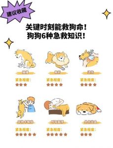 狗得了细小自救方法_细小病毒感染？别慌！科学护理助狗狗康复