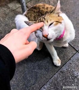 摸着摸着猫它突然抓人凶人_猫咪抓人怎么办？读懂猫咪身体语言防抓伤