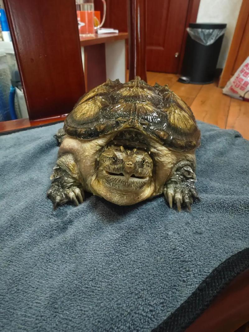 顶级纯佛鳄龟照片_品相好,价值高 顶级纯佛鳄龟照片_品相好,价值高
