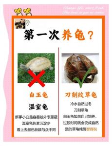 养乌龟的技巧和方法_环境食物要得当