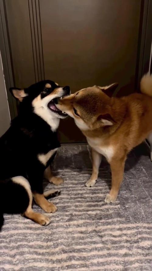 可爱狗狗一边舔人一边哼唧的温馨视频,展现它的小温柔与可爱瞬间 可爱狗狗一边舔人一边哼唧的温馨视频,展现它的小温柔与可爱瞬间