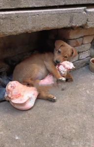 大黑狗锁人搞笑视频合集：趣味无限的搞笑片段大集合