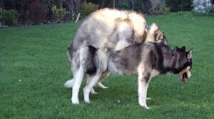 高清狗配种全过程视频教程，详细展示配种技巧与注意事项