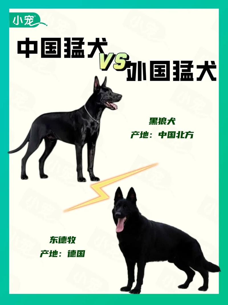 大黑狗与猛犬对决精彩场面免费观看,全方位展现狗狗的勇猛与英姿 大黑狗与猛犬对决精彩场面免费观看,全方位展现狗狗的勇猛与英姿