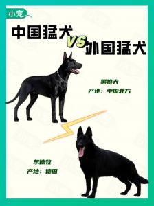 大黑狗与猛犬对决精彩场面免费观看，全方位展现狗狗的勇猛与英姿